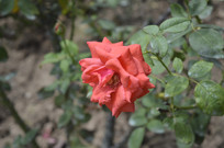 ¼