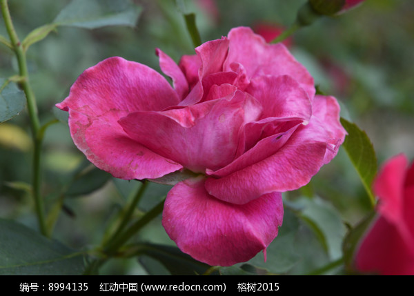 玫紅色玫瑰花朵