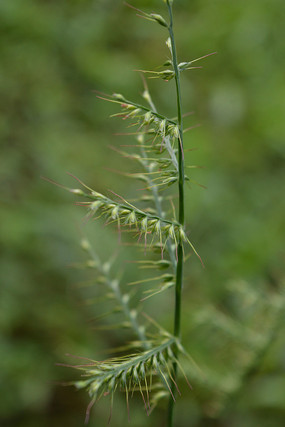 ���ײݽ���ͼ