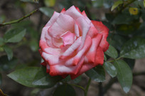 ¼
