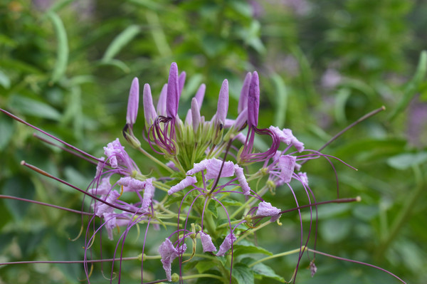 һ����ɫ������