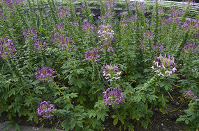 һƬ������