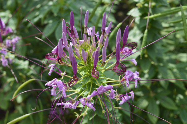 ֩�뻨���仨��ͼƬ