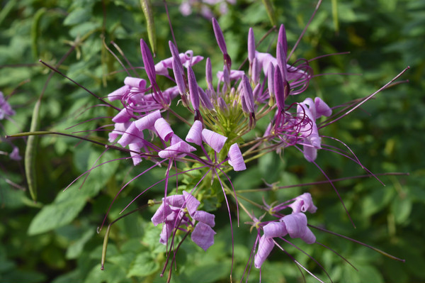 ֩�뻨��ɫ����ͼƬ 