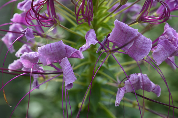 ��ɫ֩�뻨����ͼƬ