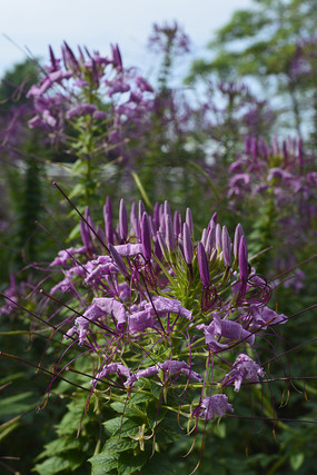 ��ɫ֩�뻨���仨��ͼƬ