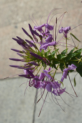 ��ɫ������������Ӱͼ