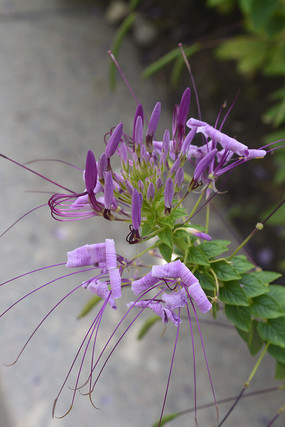 ��ɫ����������ͼƬ