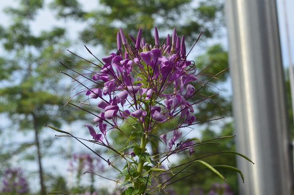 ��������Ӱͼ