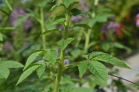 ������֦��