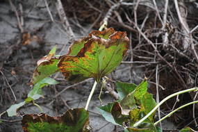 ����С��ֱ���������Ҷ��