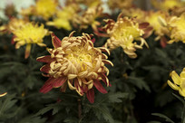 ��ɫ�����