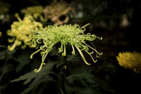 ��ɫ˿״�ջ�