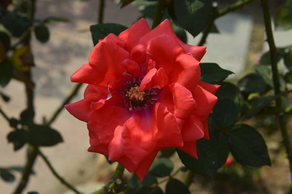 һ��÷���¼�