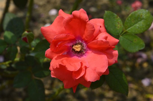 һ��÷���¼���