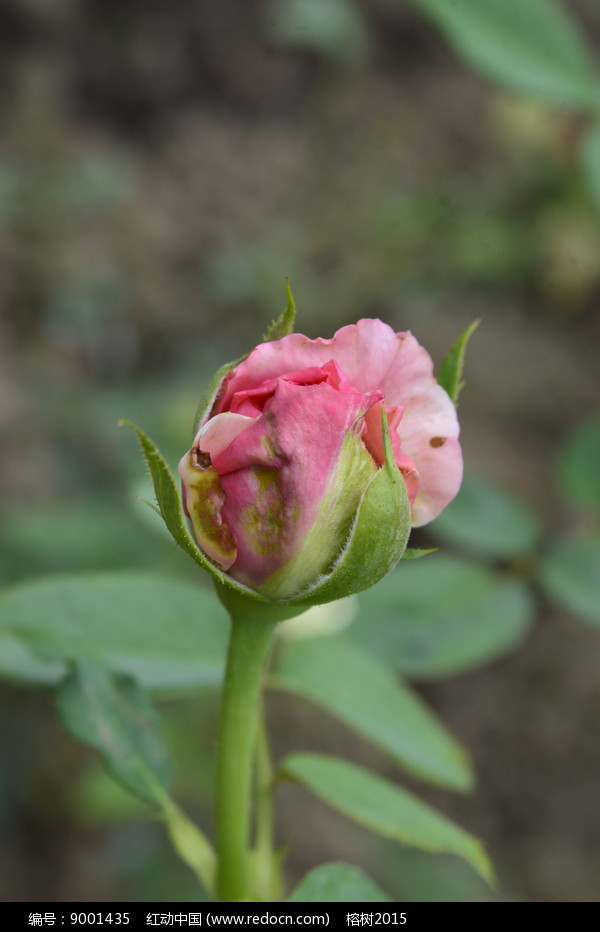 月季花骨朵图片大全图片