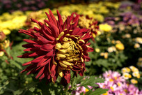 ������ѩ