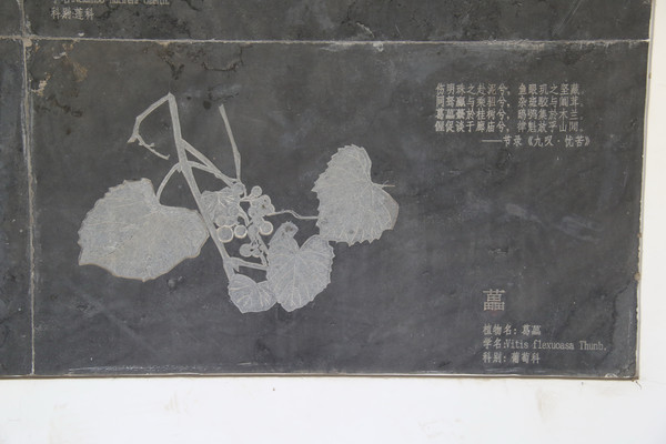 �ڿ̿���ҩ�ĸ�