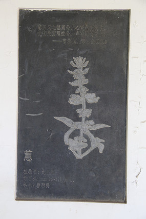 �ڿ���ҩ��ޥ