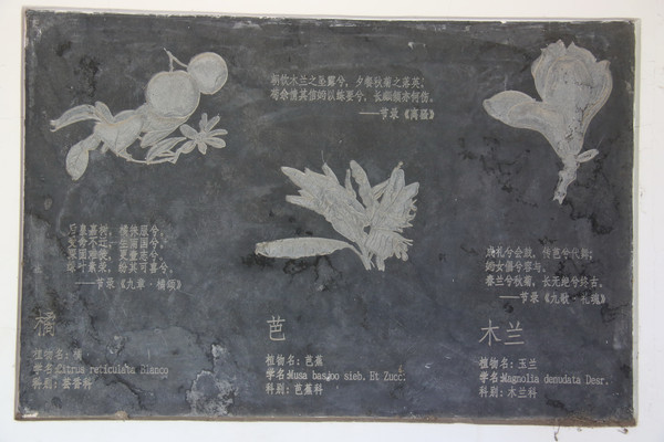 �ڿ���ҩ��ľ���Ž�