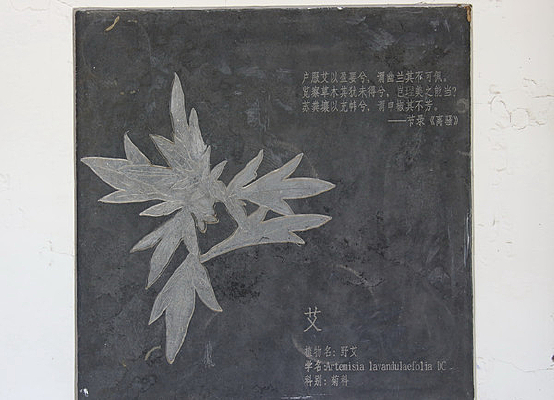 �ڿ���ҩ��Ұ��