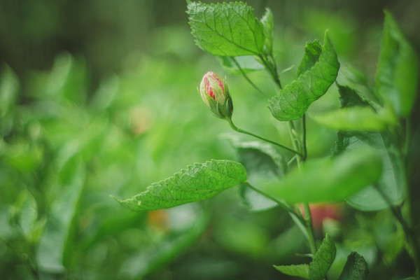 ��ֲ����