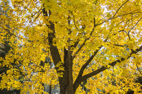 ��ɫ����