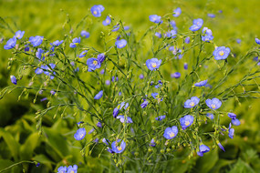 һ�����黨