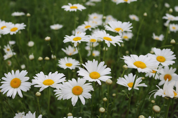 ���ջ���