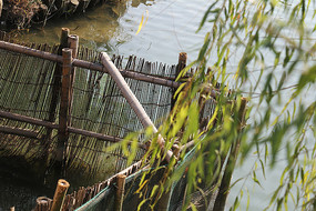 �������ˮ������Ҷ