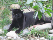 Ǳ���ı���