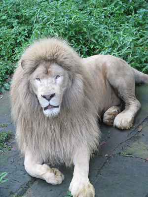 ��׳��������ʨ