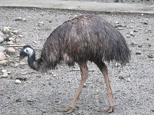 ������ʳ������