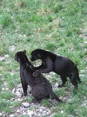 ������Ϸ�ĺڱ�