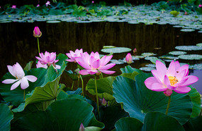 ����ʢ���ĺɻ�