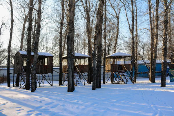 ѩ������ľ��