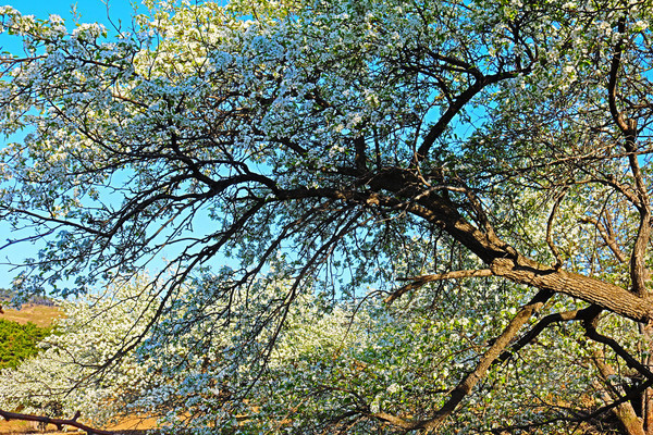 ��һ����