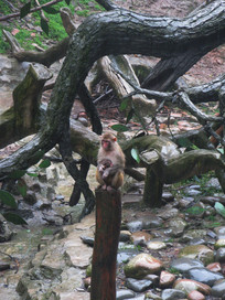 ��̬����