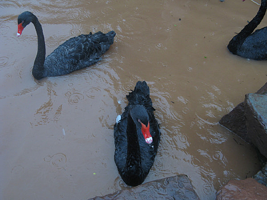 ��������ĺ����