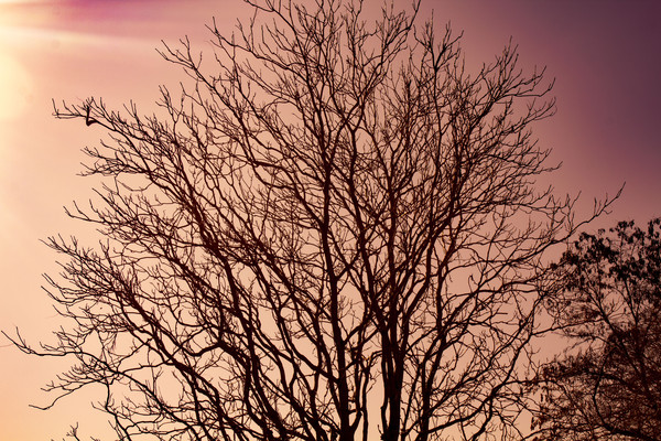 ����̫��