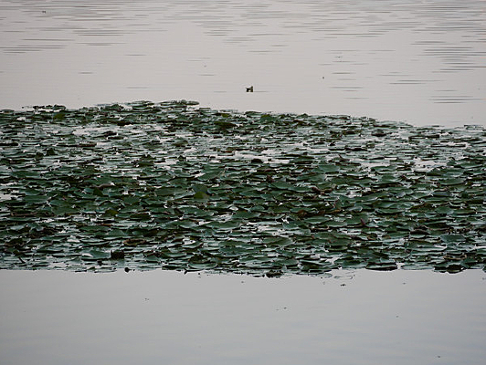 ���������ϵĺ�Ҷ