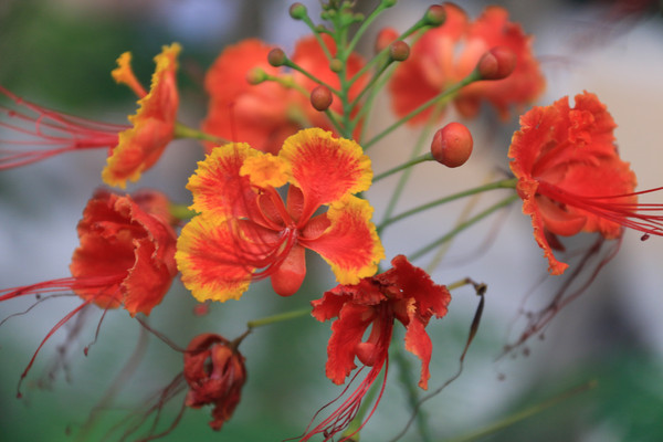 ���ķ������