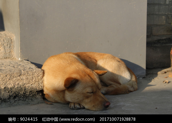 午后休息的小狗 图片