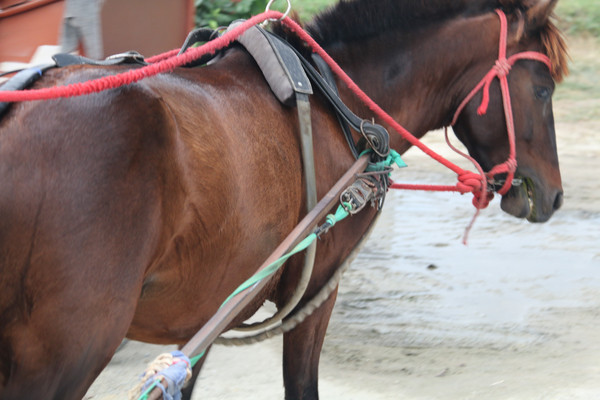 ��ɫ����д