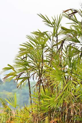 ��Ҷ��ֲ��