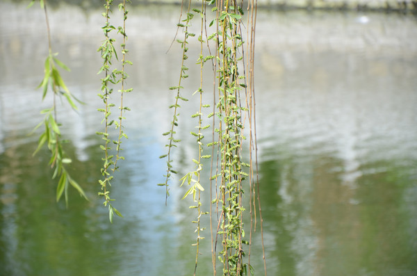 �����ӱ�