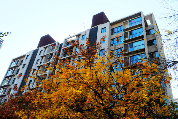 ��¥����ľ