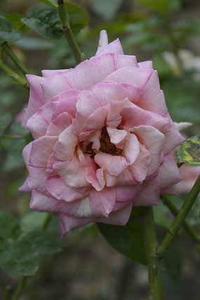 ���δ����¼���