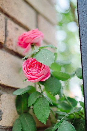 ��ɫ��ǽ��