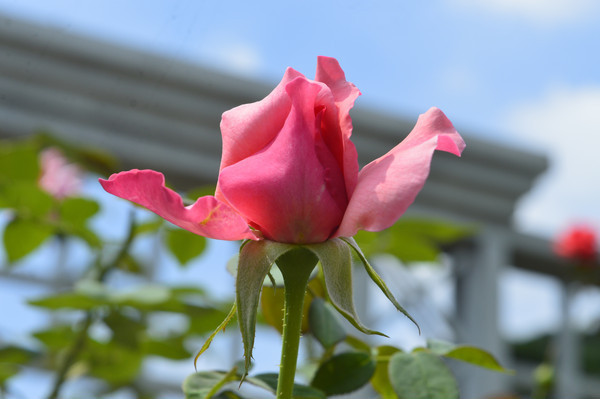 ���������õ�廨